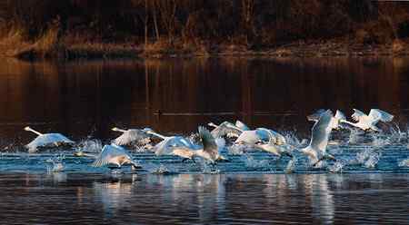 三门峡黄河湿地天鹅大联展
