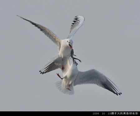 天福野鸟摄影 回放 天福野鸟摄影 回放