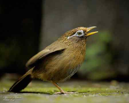 有獎問答: 画眉在幹甚麼?