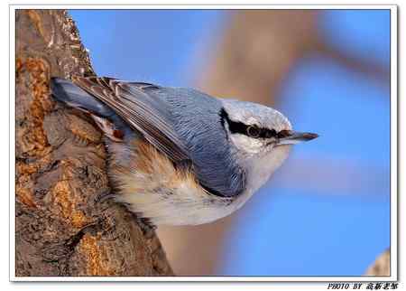 普通鳾叫声下载