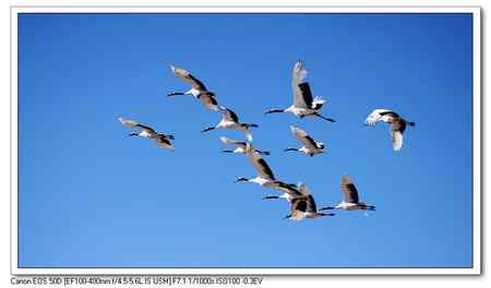 在蓝天中翱翔【美图】