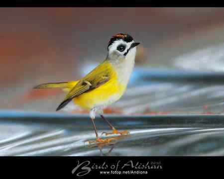 火冠戴菊 Taiwan Firecrest