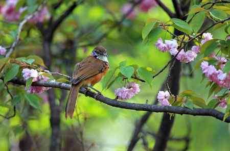 黑领噪鹛与樱花