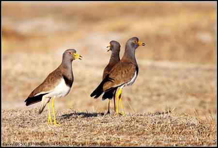 灰头麦鸡 向海自然保护区