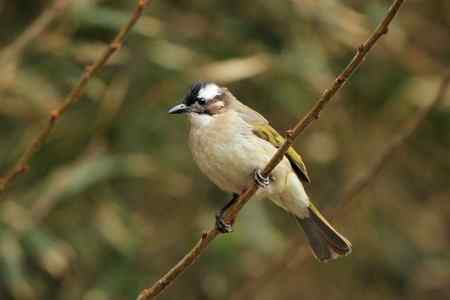 红尾巴鸟钻进灌木丛：灰头鹀回来了！