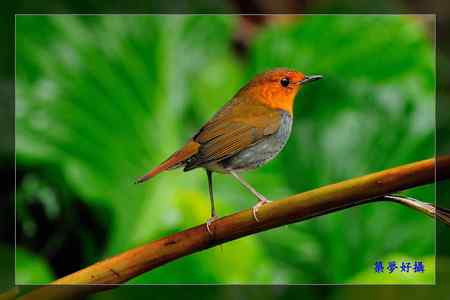 窈窕淑女 日本歌鴝 (小橘子) 窈窕淑女 日本歌鴝 (小橘子)