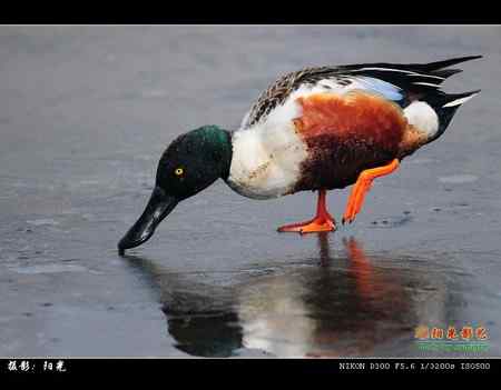 琵嘴鸭高清晰组图