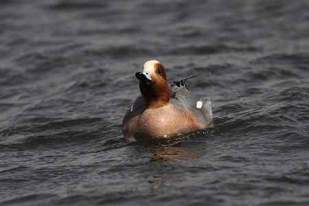 逮着近的赤颈鸭 逮着近的赤颈鸭