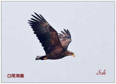 京城猛禽【组图】