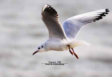 北戴河的海鷗越來越多……