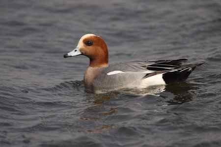 逮着近的赤颈鸭 逮着近的赤颈鸭