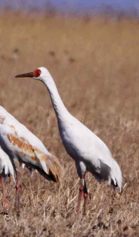 獾子洞环志白鹤