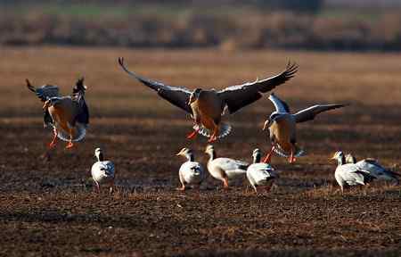 草海斑头雁魅力高清晰组图