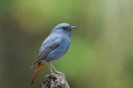 台湾 紅尾水鴝 台湾 紅尾水鴝
