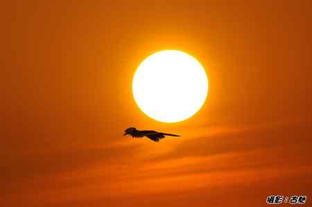 西馬观鸟行 西馬观鸟行