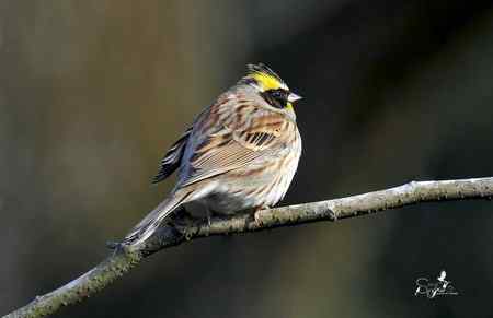 春天杭州的一组林鸟