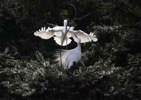 见证象山：“一对相爱明星鸟儿”