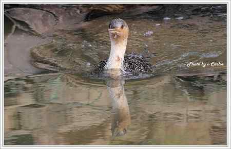 罕见稀有的紅喉潛鳥竟然造访宝岛台湾 罕见稀有的紅喉潛鳥竟然造访宝岛台湾