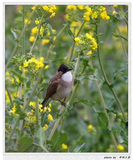 菜花菜鸟 菜花菜鸟