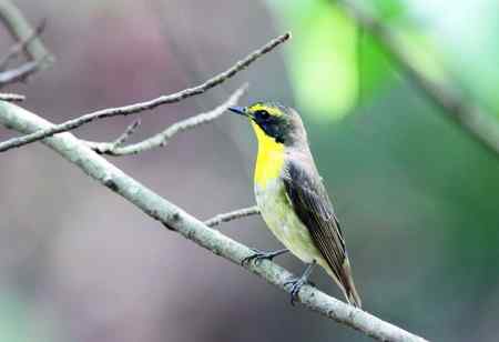 黄眉姬翁鸟儿一组