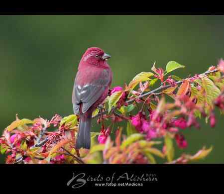 台湾阿里山酒红朱雀 Vinaceous Rosefinch 台湾阿里山酒红朱雀 Vinaceous Rosefinch