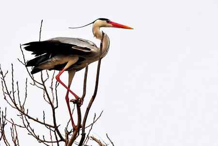 似大鹏展翅（苍鹭）