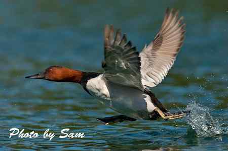 帆背潛鴨 Canvasback