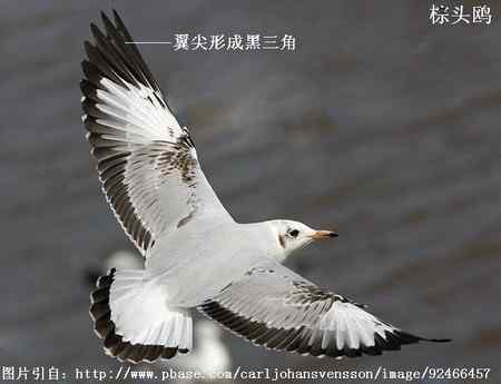 鸟类辨识：红嘴鸥和棕头鸥