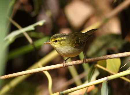 越南观鸟 特色鸟类多