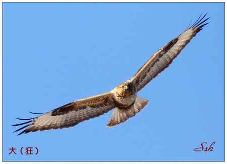 京城猛禽【组图】