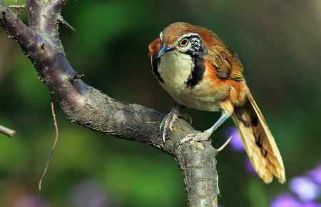 黑领噪鹛与樱花