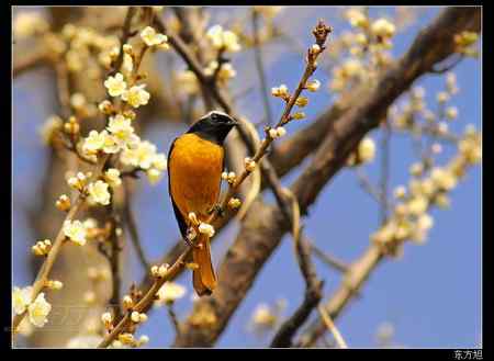 北红尾鸲 谁在找我？