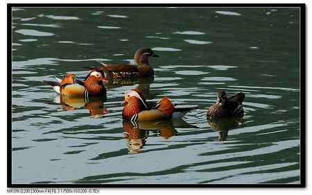 鸳鸯湖  恩爱夫妻版