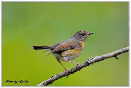 阿里山鴝(栗背林鴝) 台湾特有鸟类