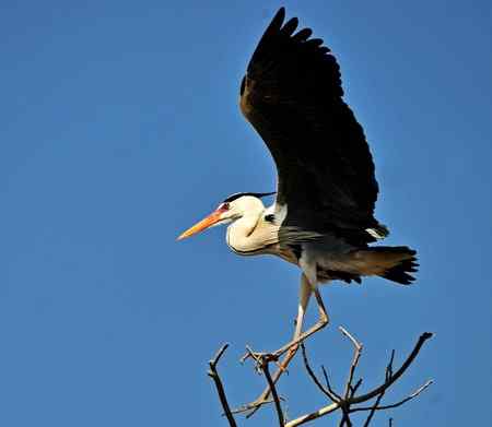 枝尖上的舞者－苍鹭