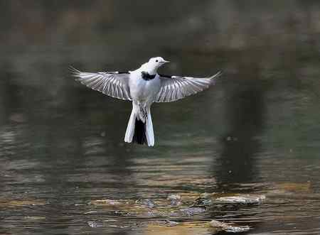 白鹡鸰鸟儿悬停