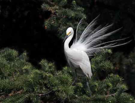花为谁开   南昌象山大白鹭