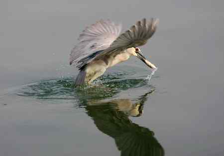 济南明湖夜鹭初拍