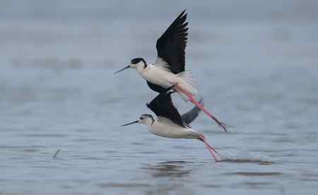 姿态各异之黑翅长脚