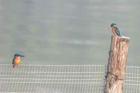 记录大明湖的翠鸟