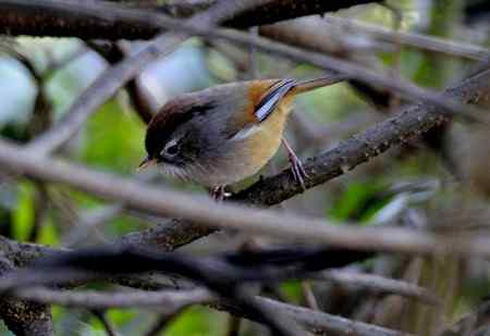 四种不易分辨的雀鹛