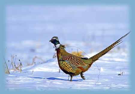 雉鸡画外音——活受罪，不如死了好！