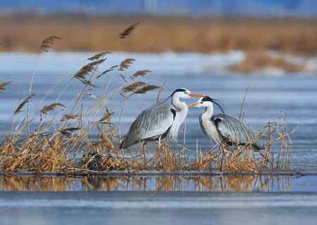 冰上苍鹭,白面皮鹭