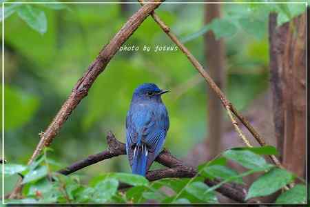 白腹琉璃 白腹姬鹟