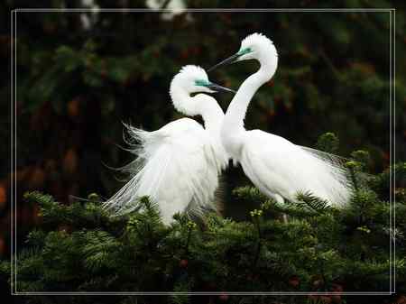 激情象山  白鹭篇（—）