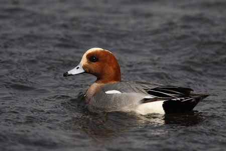 逮着近的赤颈鸭 逮着近的赤颈鸭