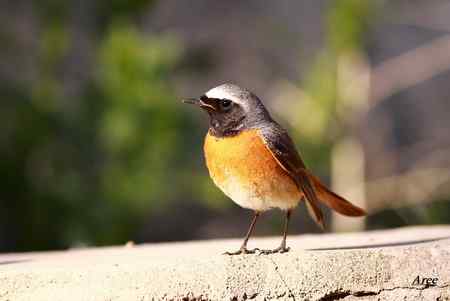 新疆北疆地区观鸟线路与季节参考——新疆常见特色林鸟