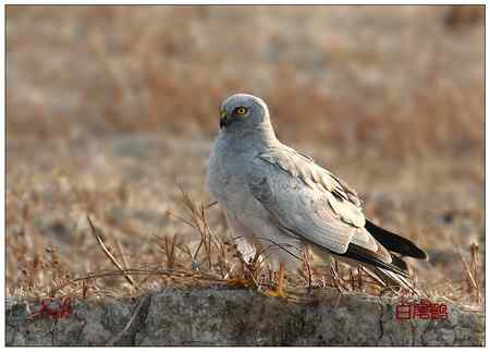 京城猛禽【组图】