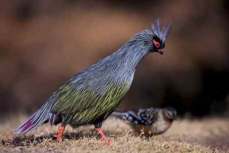 鸟网2010年第一季度精彩鸟图大回放！