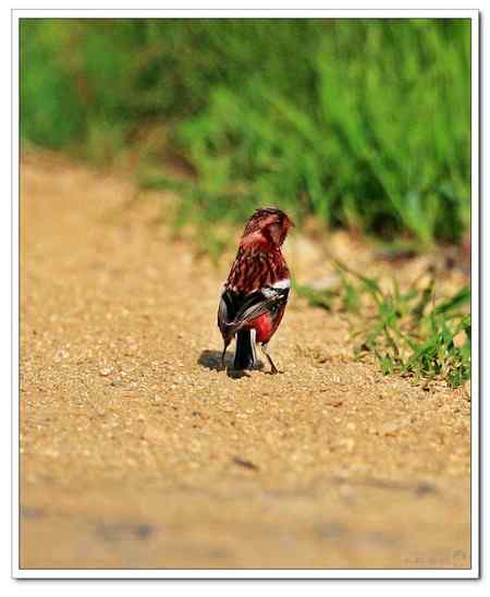两种相似的林鸟——长尾雀 两种相似的林鸟——长尾雀